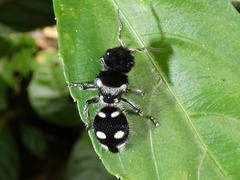 Hoplomutilla excentrica