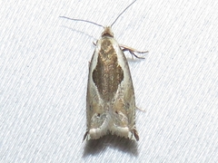 Ancylis subaequana