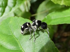 Hoplomutilla excentrica