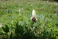 Ophrys × nouletii