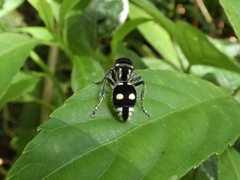 Hoplomutilla excentrica