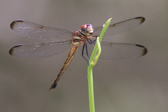 Cannaphila