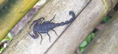 Tityus pachyurus