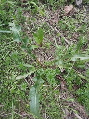 Rumex crispus