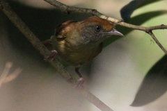 Tunchiornis ochraceiceps