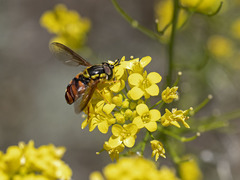 Chrysotoxum triarcuatum