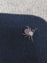 Dermacentor marginatus