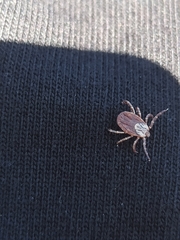 Dermacentor marginatus