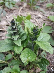 Ajuga reptans