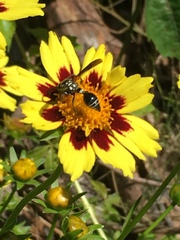 Zethus spinipes variegatus