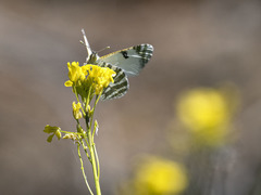 Euchloe eversi