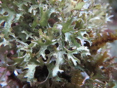 Tuckermanopsis subalpina