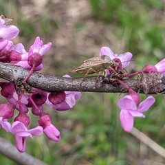 Euschistus variolarius