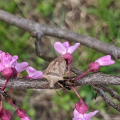 Euschistus variolarius