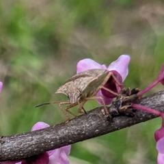 Euschistus variolarius