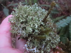 Tuckermanopsis subalpina