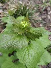 Alliaria petiolata