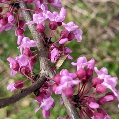 Euschistus variolarius