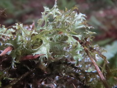 Tuckermanopsis subalpina