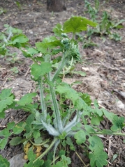 Chelidonium majus