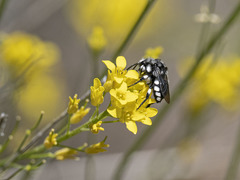 Melecta curvispina