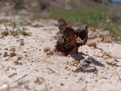 Helvella monachella