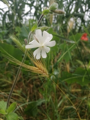 Silene latifolia