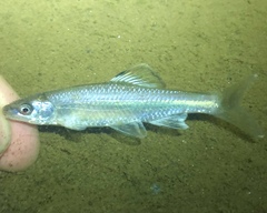 Bannerfin Shiner photo 2