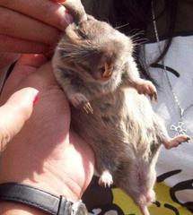Thomomys umbrinus