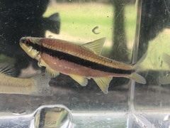 Notropis lutipinnis