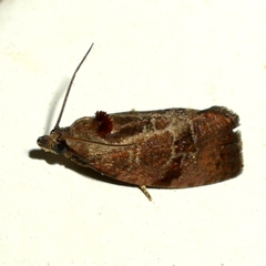 Evora hemidesma