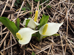 Lysichiton camtschatcensis