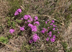Phlox amoena