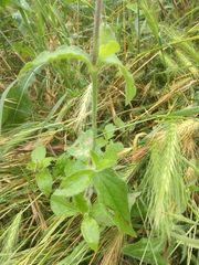 Silene latifolia