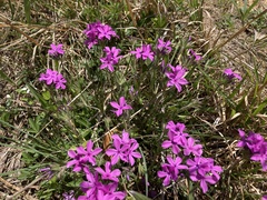 Phlox amoena