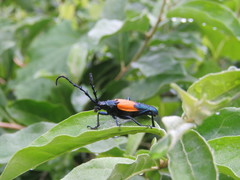 Desmocerus palliatus