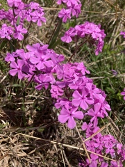 Phlox amoena