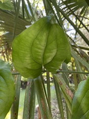 Smilax tamnoides