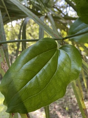 Smilax tamnoides