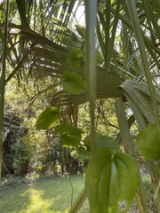 Smilax tamnoides