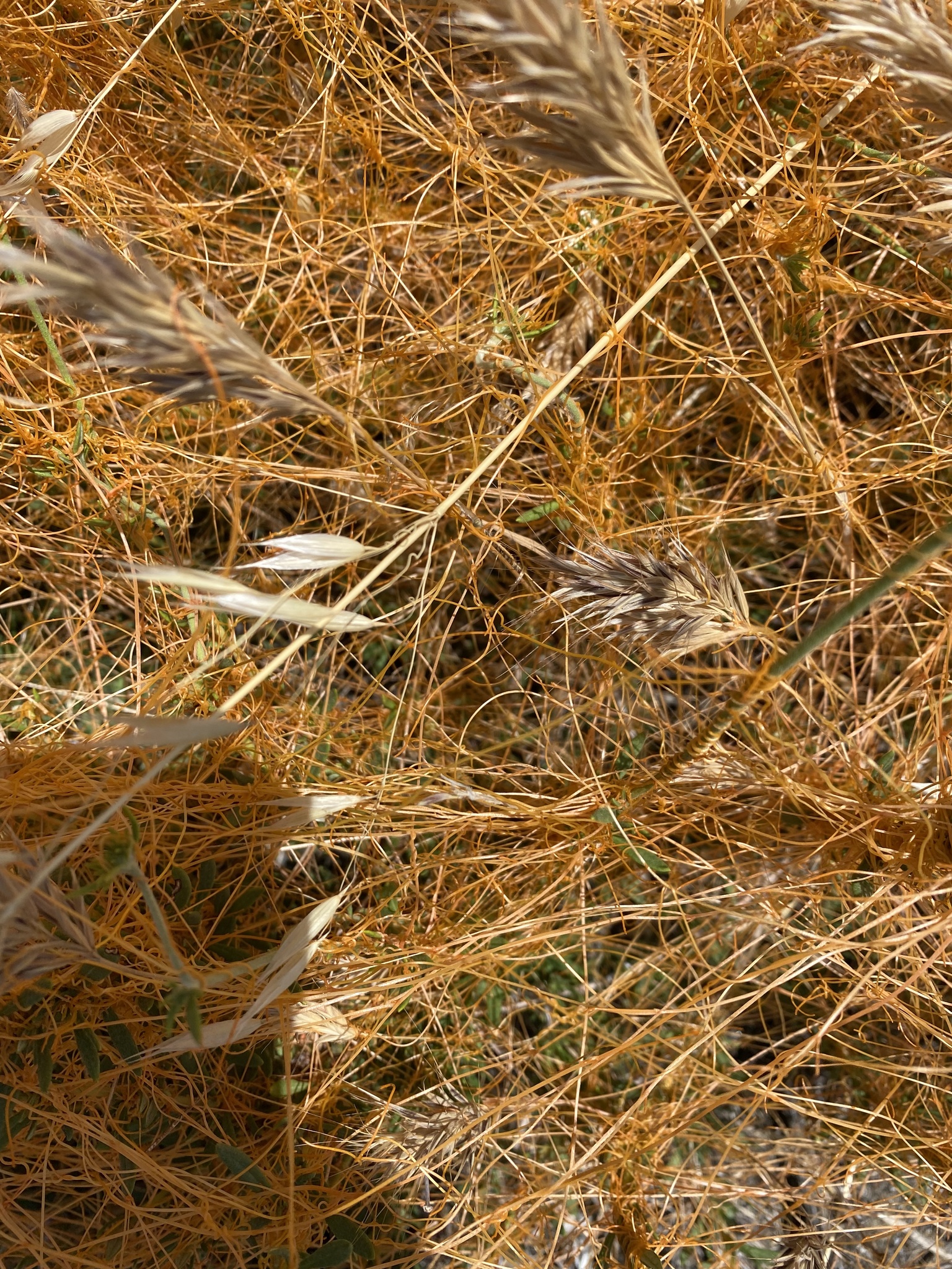 Yucca periculosa Baker