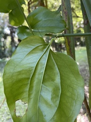 Smilax tamnoides