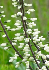 Baptisia alba macrophylla