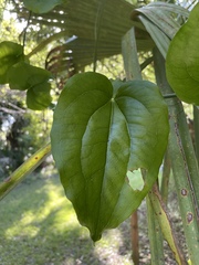 Smilax tamnoides