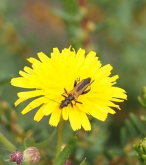 Oedemera simplex
