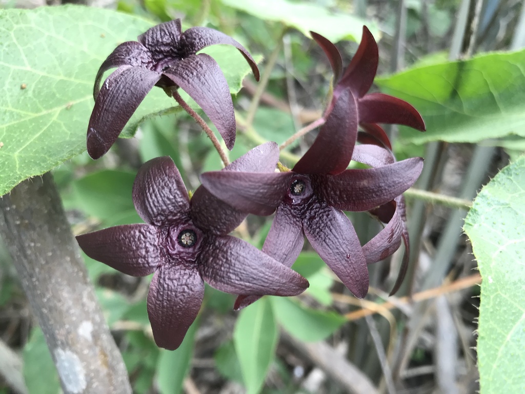 Ibatia cordata