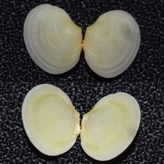 Semele