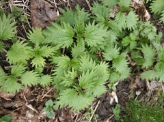 Urtica dioica