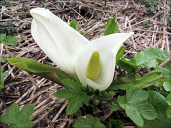 Lysichiton camtschatcensis