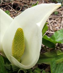 Lysichiton camtschatcensis